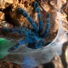 Avicularia Versicolor