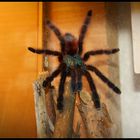 Avicularia Versicolor alias Nova