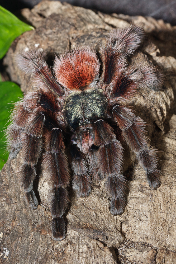 Avicularia versicolor