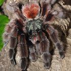 Avicularia versicolor