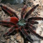 Avicularia Versicolor, Heimat Venezuela