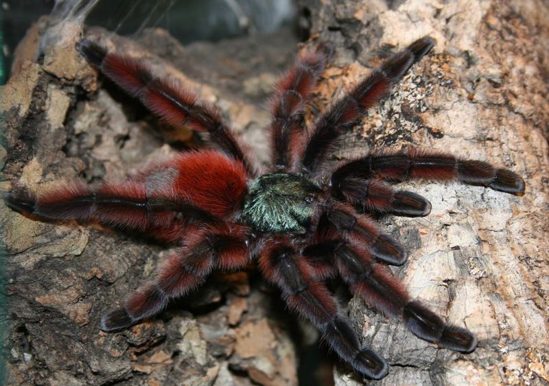 Avicularia Versicolor, Heimat Venezuela