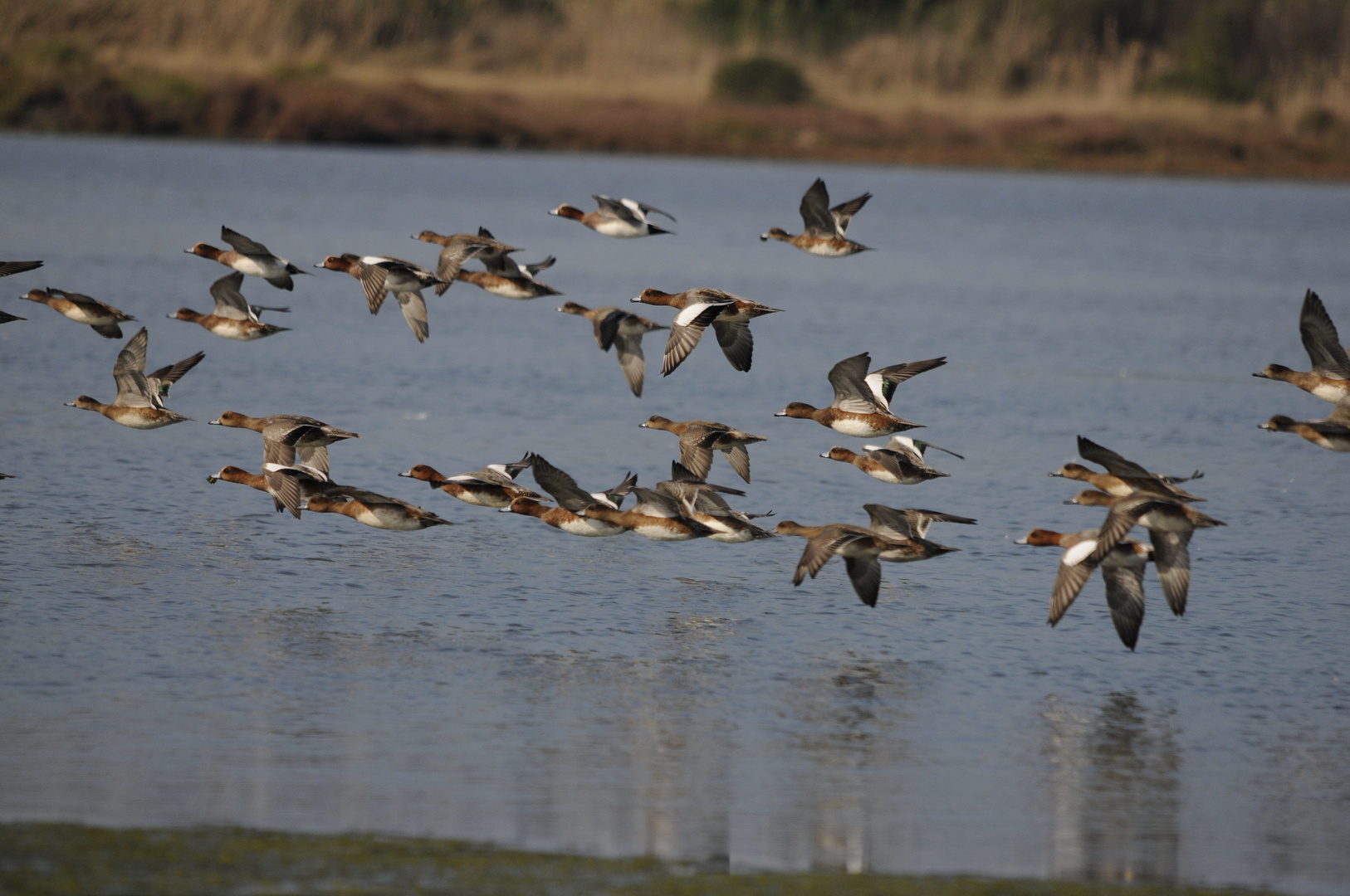 avifauna in volo