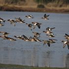 avifauna in volo