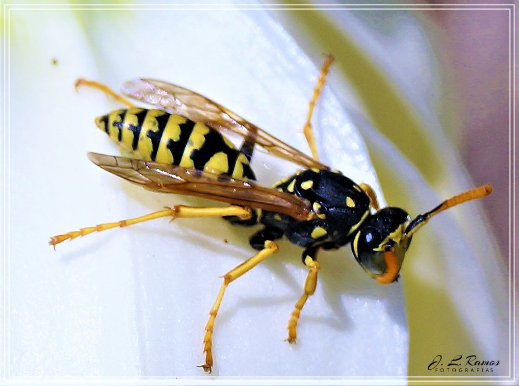 AVISPA Imagen & Foto | animales, naturaleza diversa , fotos Fotos de