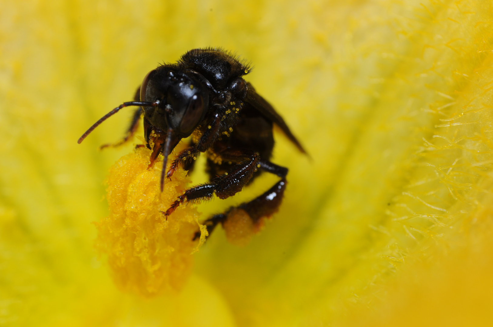 Avispa alimentándose