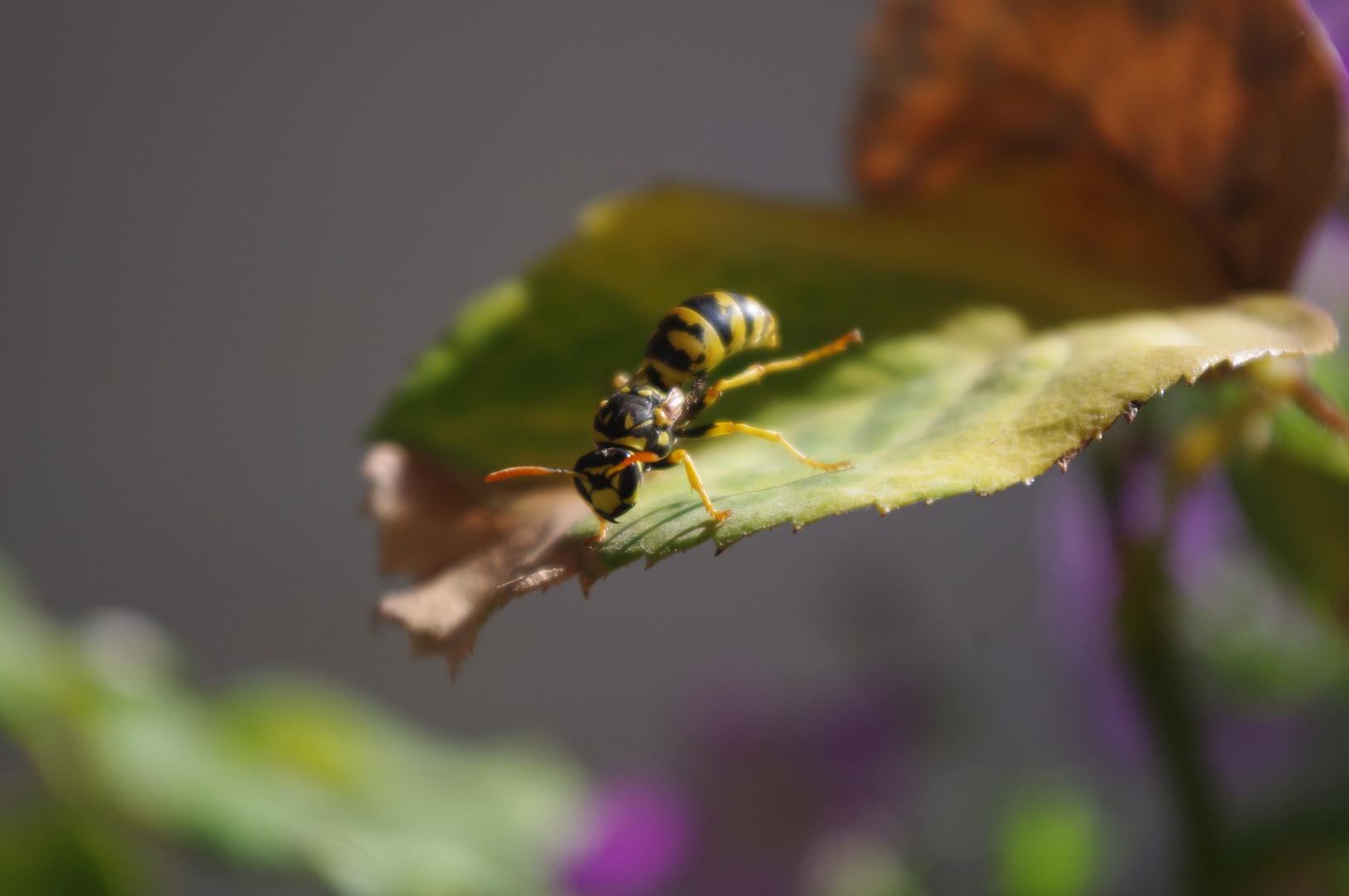 Avispa amarilla