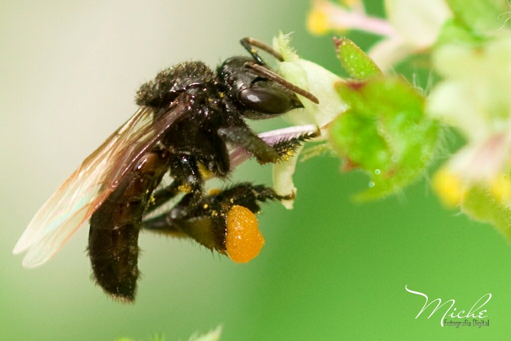 Avispa Común