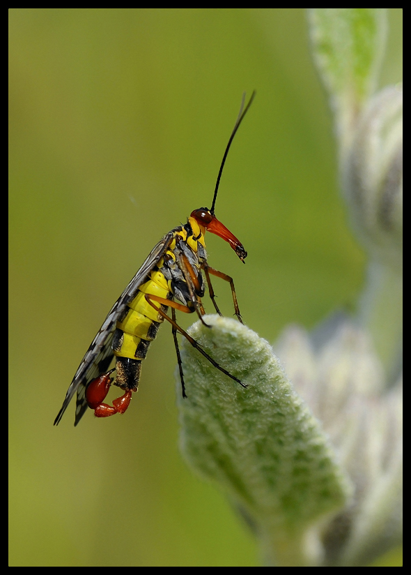 Avispa escorpion