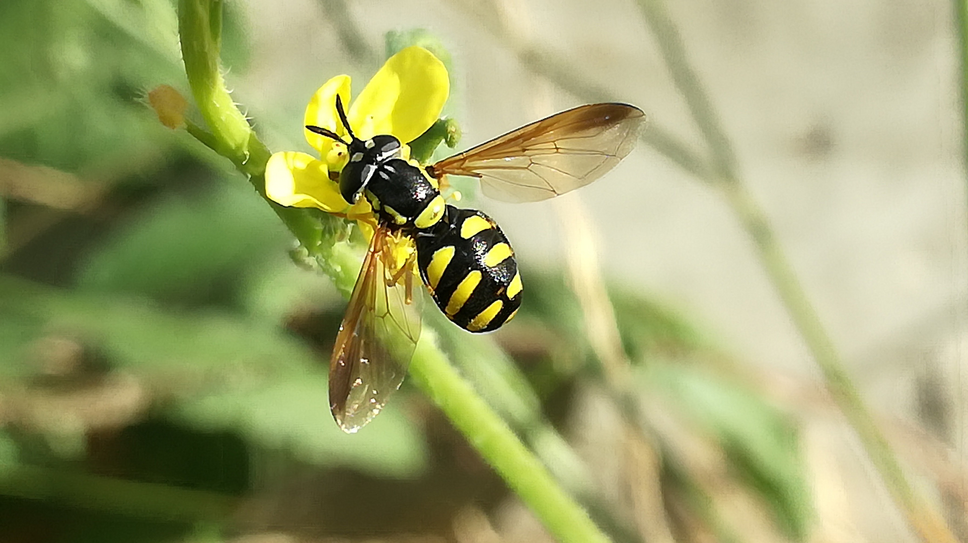 Avispa o mosca