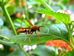 Avispa papelera