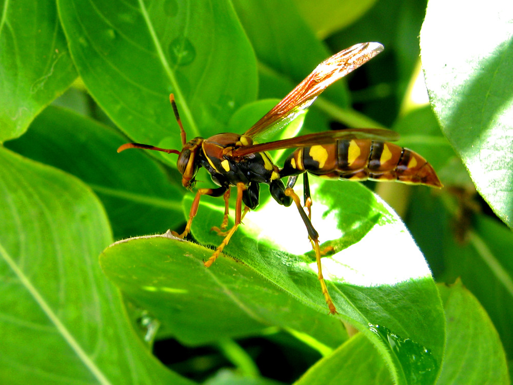 Avispa papelera II