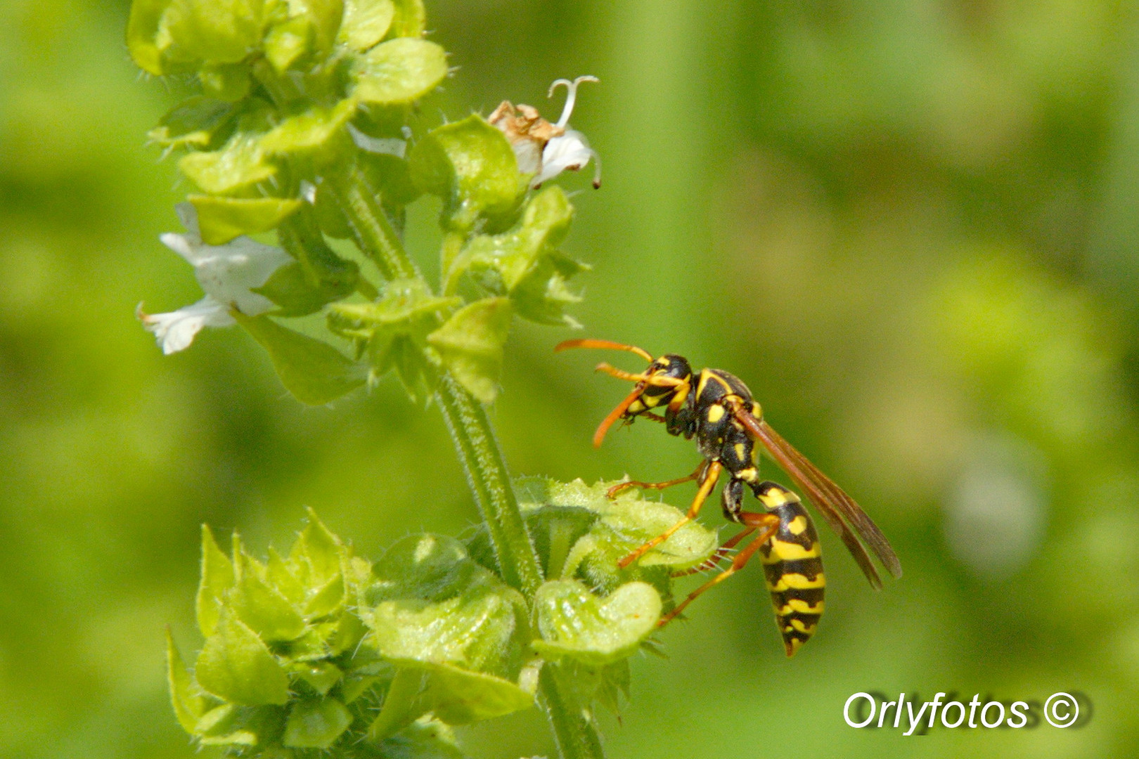 Avispa Polistes dominula