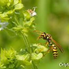 Avispa Polistes dominula