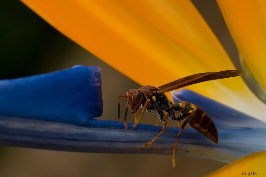 Avispa roja sobre strelizia...Brasil