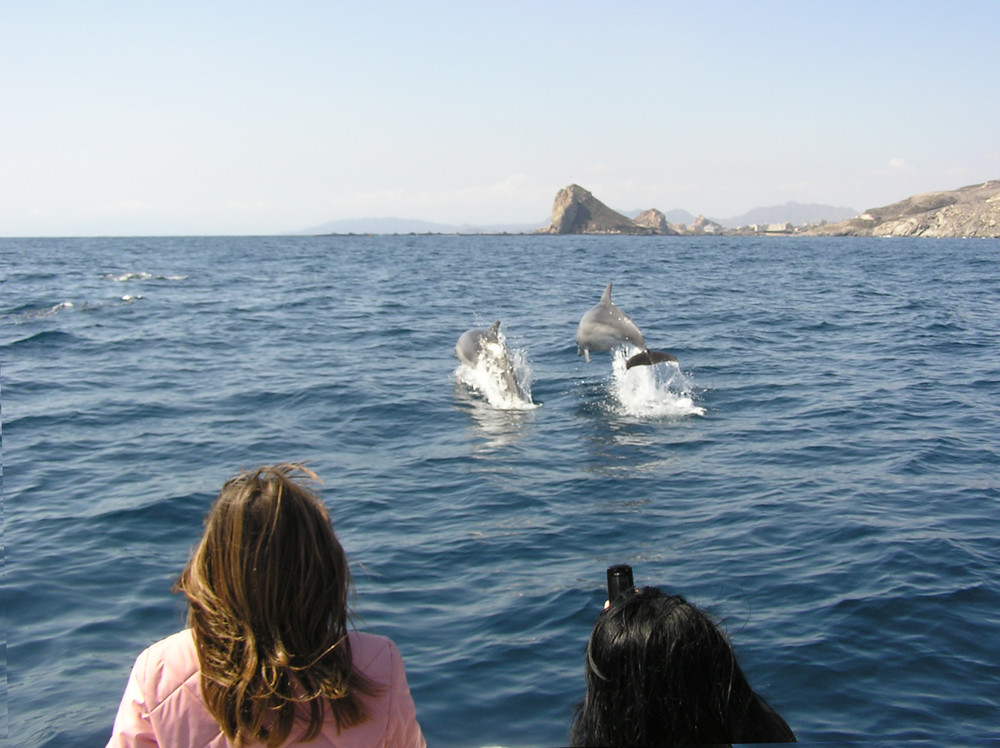 Avistando Delfines