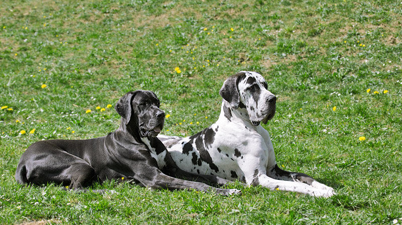 avo und arista auf der wiese