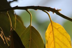 Avocado geniesst die Nachmittagssonne