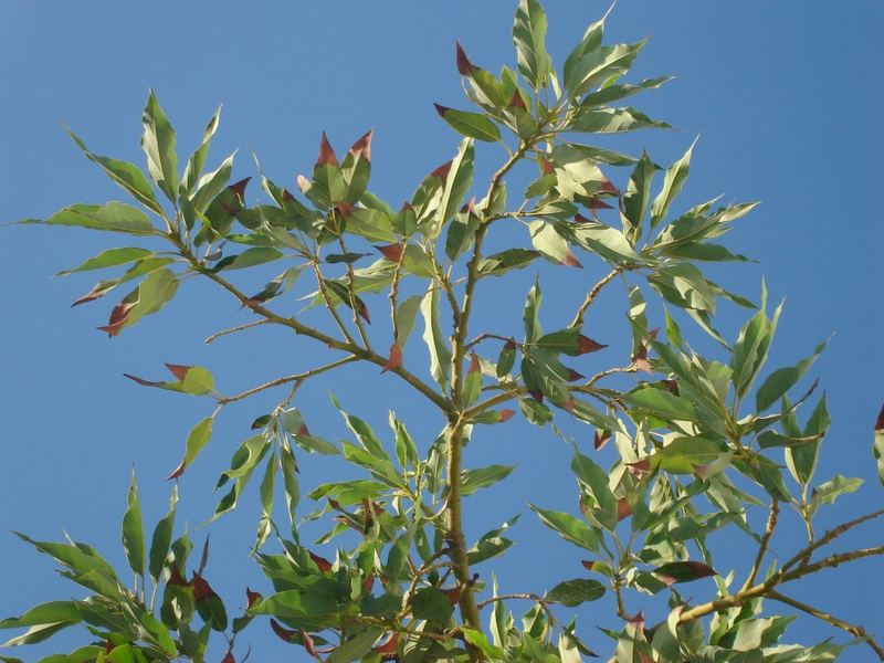 Avocado Tree