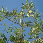 Avocado Tree