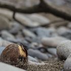 Avocadokern wo er nicht hingehört