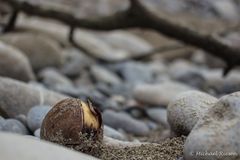 Avocadokern wo er nicht hingehört