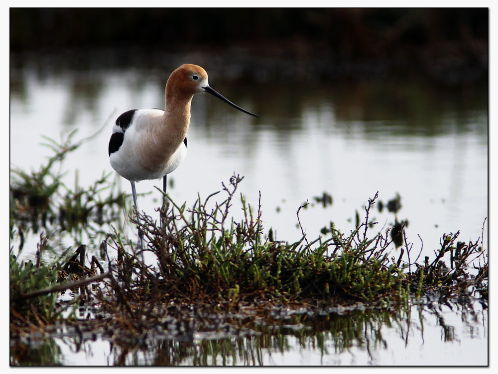 Avocet 5