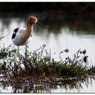 Avocet 5