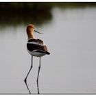 Avocet 6