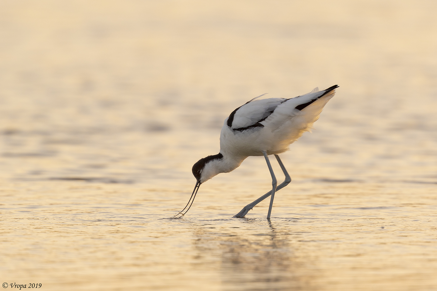 Avocet with golden light.