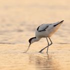 Avocet with golden light.