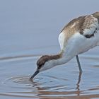 Avocet_0453