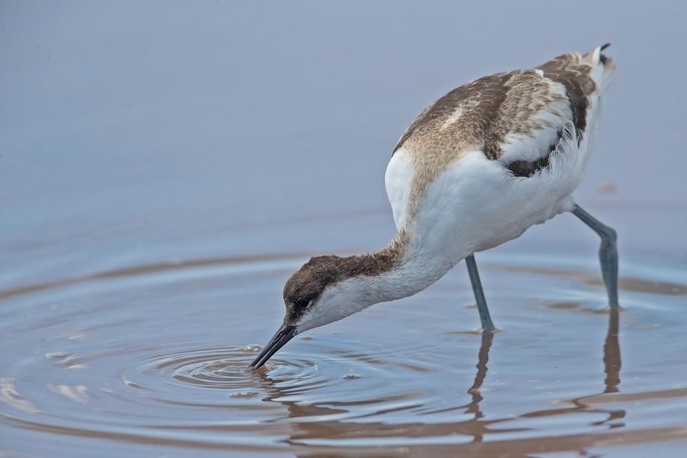 Avocet_0453