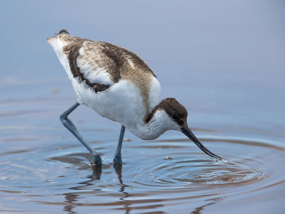 Avocet_0464