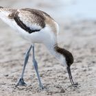 Avocet_0677