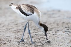 Avocet_0677