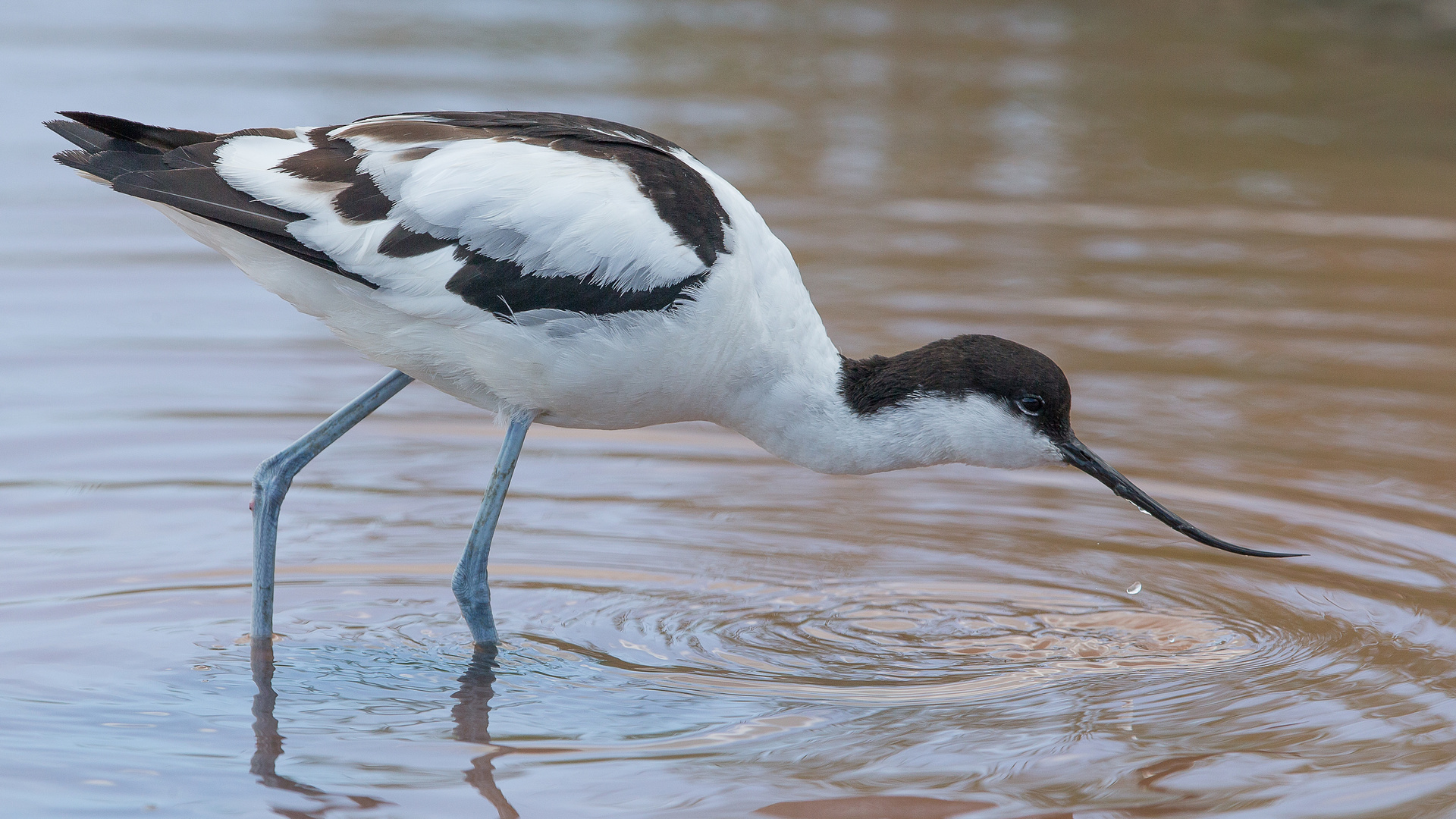 Avocet_0744