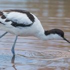 Avocet_0744