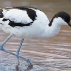 Avocet_0750