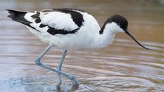 Avocet_0750