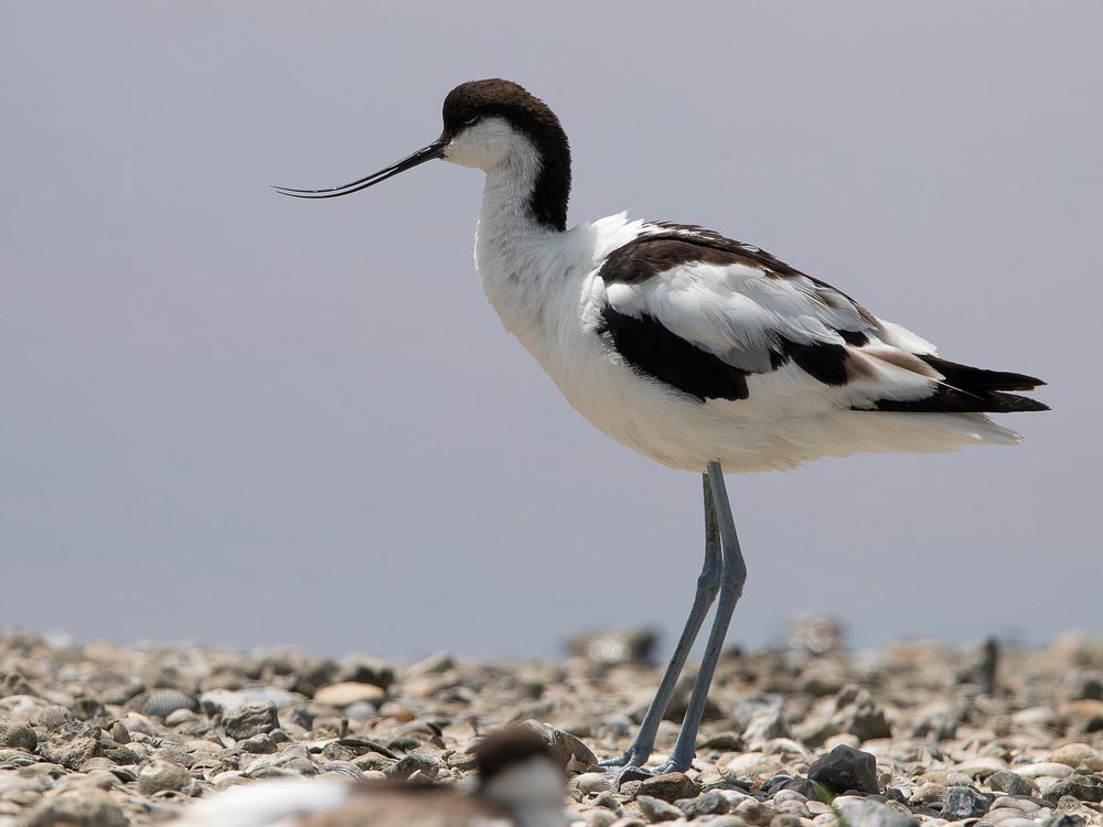 Avocet_1170