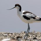 Avocet_1170