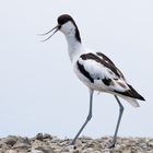 Avocet_1205