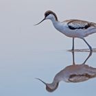 Avocet_1513