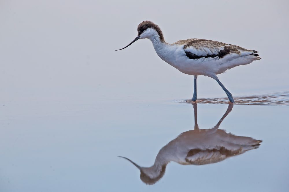 Avocet_1513