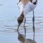 Avocet_1558