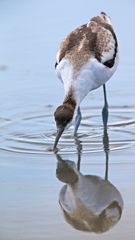 Avocet_1558