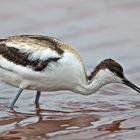 Avocet_2150