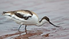 Avocet_2150