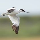 Avocet_2321